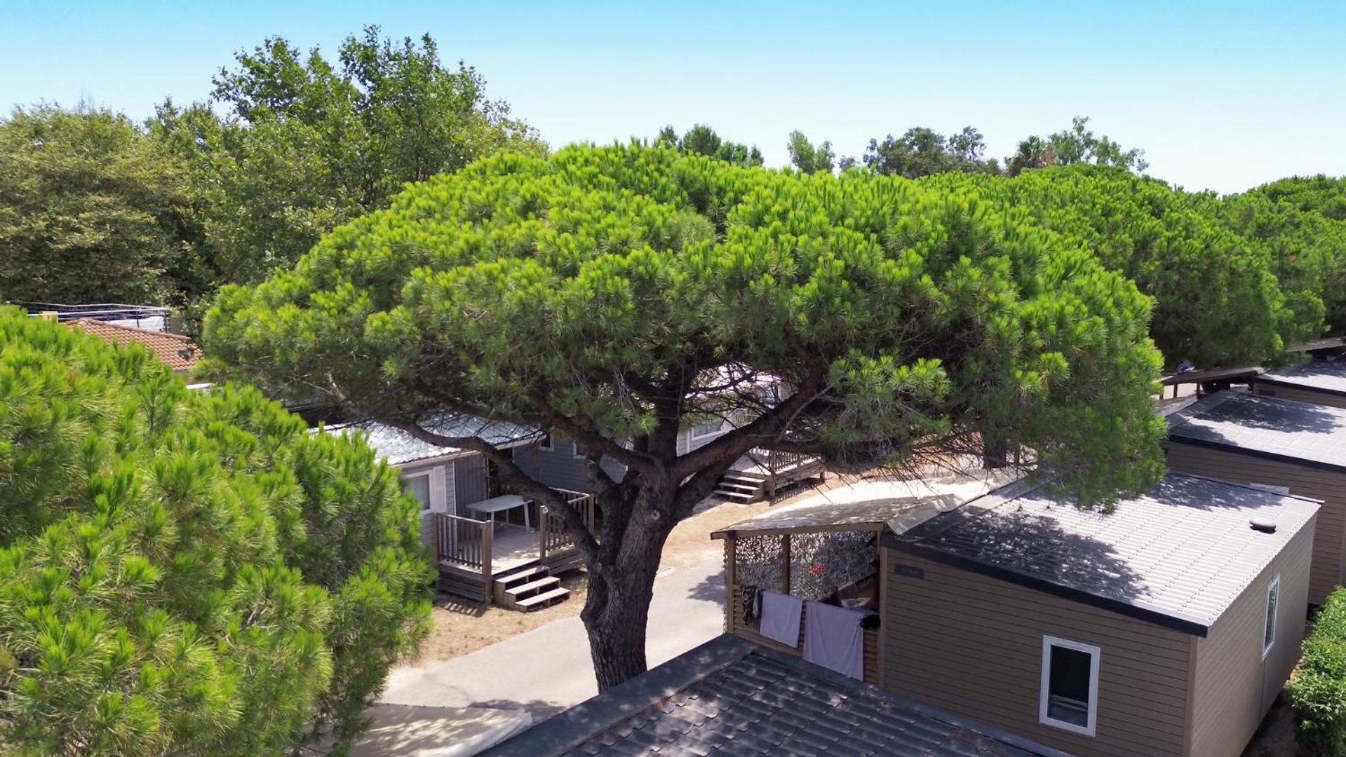 Camping La Bergerie Plage Hyères Eksteriør bilde